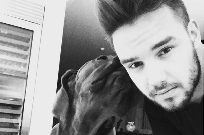 One Direction Liam Payne Kampft Mit Cheryl Um Seinen Hund